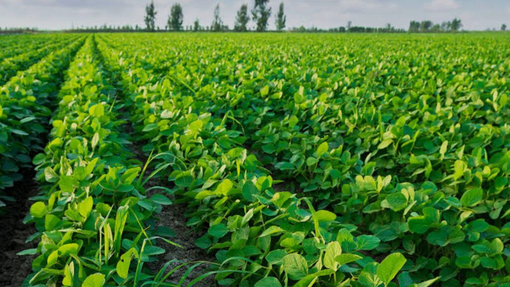 Indore Property: The most fertile areas for farming