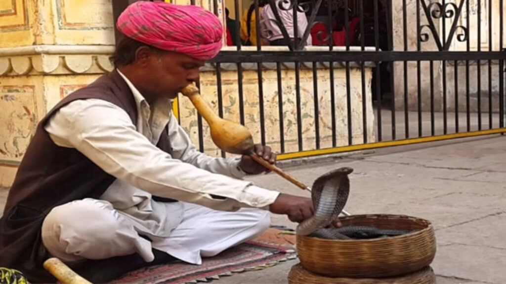 Best Indore News The declining identity and livelihood of snake charmers on Nag Panchami