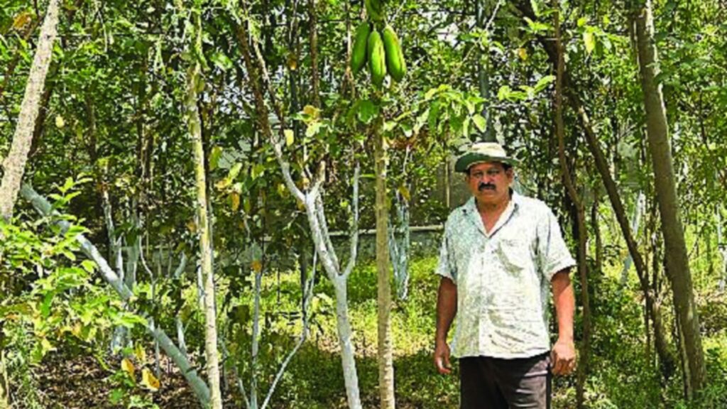 Best Indore News Jaggery-gram flour and cow dung are used to prepare Jeevamrit,